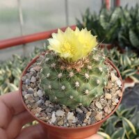 Copiapoa variispina Izcuna 100m