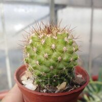 Copiapoa variispina Izcuna 100m