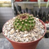 Copiapoa variispina Izcuna 100m