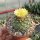 Copiapoa variispina Izcuna 100m