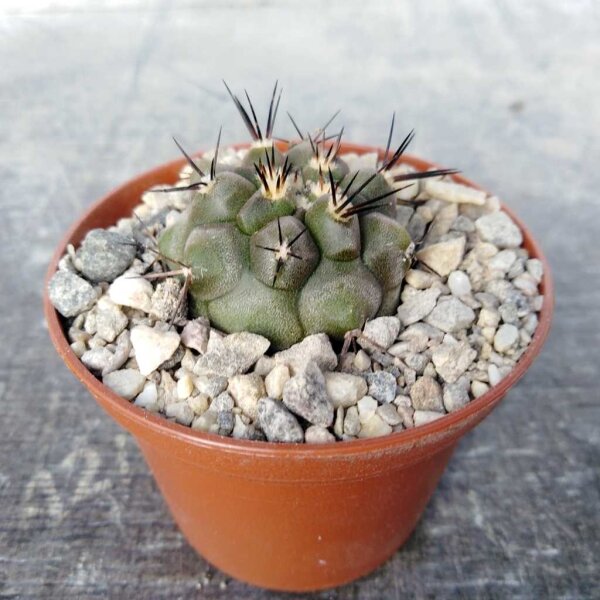 Copiapoa cinerea BCHK 1364