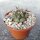 Copiapoa cinerea BCHK 1364