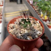 Echinocereus viridiflorus ssp. davisii SB 426