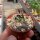 Echinocereus viridiflorus ssp. davisii SB 426