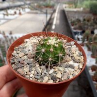 Echinocereus santaritensis Santa Rita Mts.172, Az