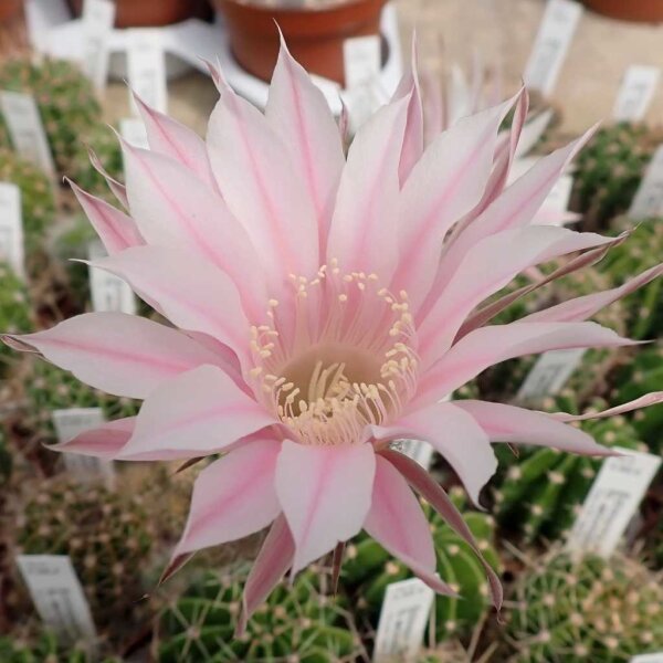 Echinopsis adolfofriedrichii f. ascunción  Ascunión-Capilla Tuya-Nuestra Senora de la Encarnación de Ita púa