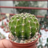 Echinopsis adolfofriedrichii f. ascunción  Ascunión-Capilla Tuya-Nuestra Senora de la Encarnación de Ita púa