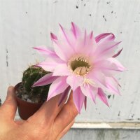 Echinopsis adolfofriedrichii f. ascunción  Ascunión-Capilla Tuya-Nuestra Senora de la Encarnación de Ita púa