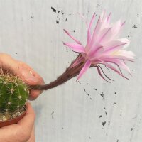 Echinopsis adolfofriedrichii f. ascunción  Ascunión-Capilla Tuya-Nuestra Senora de la Encarnación de Ita púa