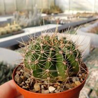 Echinopsis adolfofriedrichii f. ascunción  Ascunión-Capilla Tuya-Nuestra Senora de la Encarnación de Ita púa