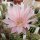Echinopsis adolfofriedrichii f. ascunción  Ascunión-Capilla Tuya-Nuestra Senora de la Encarnación de Ita púa