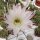 Echinopsis adolfofriedrichii f. ascunción  Ascunión-Capilla Tuya-Nuestra Senora de la Encarnación de Ita púa