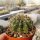 Echinopsis adolfofriedrichii f. ascunción  Ascunión-Capilla Tuya-Nuestra Senora de la Encarnación de Ita púa