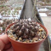 Eriosyce heinrichiana FK 465