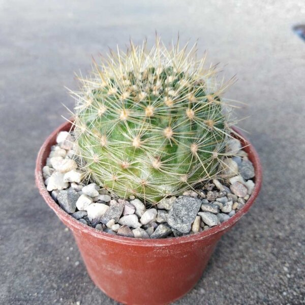 Neoporteria litoralis Iglesia Pichinachi