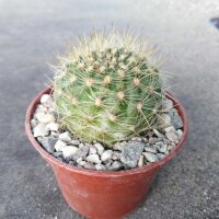 Neoporteria litoralis Iglesia Pichinachi