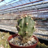 Ferocactus gracilis ssp. coloratus