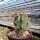 Ferocactus gracilis ssp. coloratus