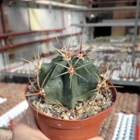 Ferocactus histrix cv. Brunispina
