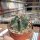 Ferocactus histrix cv. Brunispina
