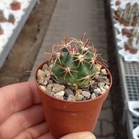 Ferocactus viridescens La Jolla, CA, USA