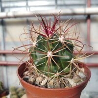 Ferocactus viridescens v. litoralis cv. Borstendornen...