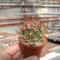 Ferocactus viridescens v. litoralis cv. Borstendornen Baja California