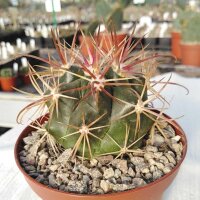 Ferocactus viridescens v. litoralis cv. Borstendornen Baja California