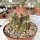 Ferocactus viridescens v. litoralis cv. Borstendornen Baja California