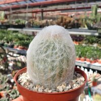 Espostoa nana Chilete, Peru