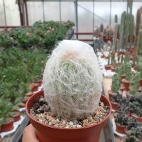 Espostoa nana Chilete, Peru