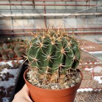 Ferocactus viridescens