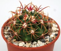 Ferocactus viridescens