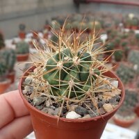 Ferocactus viridescens v. littoralis cv. Schönbrunn