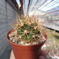 Ferocactus R1-Hybr. (gracilis x viridescens) x gracilis