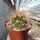Ferocactus R1-Hybr. (gracilis x viridescens) x gracilis