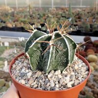 Astrophytum ornatum cv. Hania