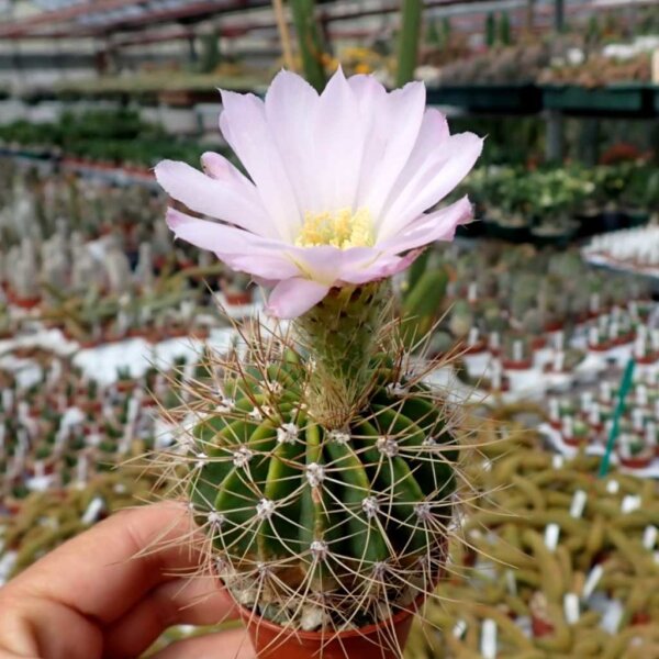Acanthocalycium violaceum P 110A