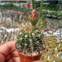 Acanthocalycium violaceum P 110A