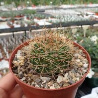 Acanthocalycium violaceum P 110A