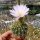 Acanthocalycium violaceum P 110A