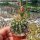 Acanthocalycium violaceum P 110A