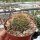 Acanthocalycium violaceum P 110A