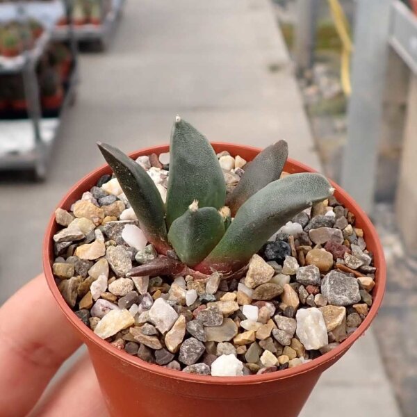 Ariocarpus retusus v. minimus N El Ranchito Casilas CITES, not outside EU