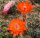 Echinocereus coccineus X salm-dyckianus (dw)