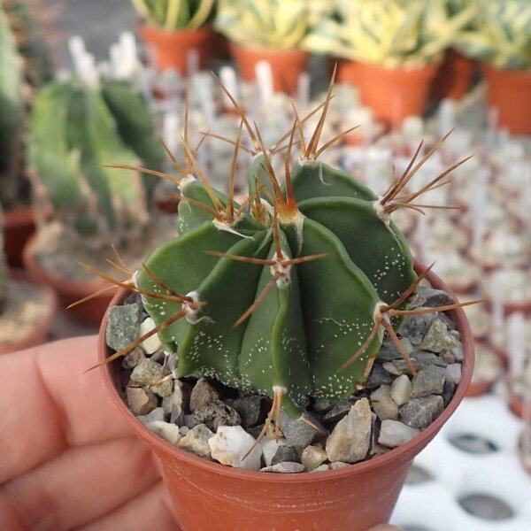 Astrophytum ornatum cv. Fukuryu
