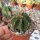Astrophytum ornatum cv. Fukuryu