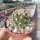 Thelocactus schwarzii