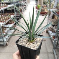 Yucca whipplei v. eremica