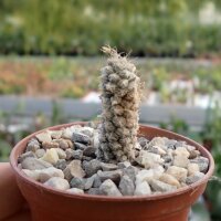 Anacampseros filamentosa